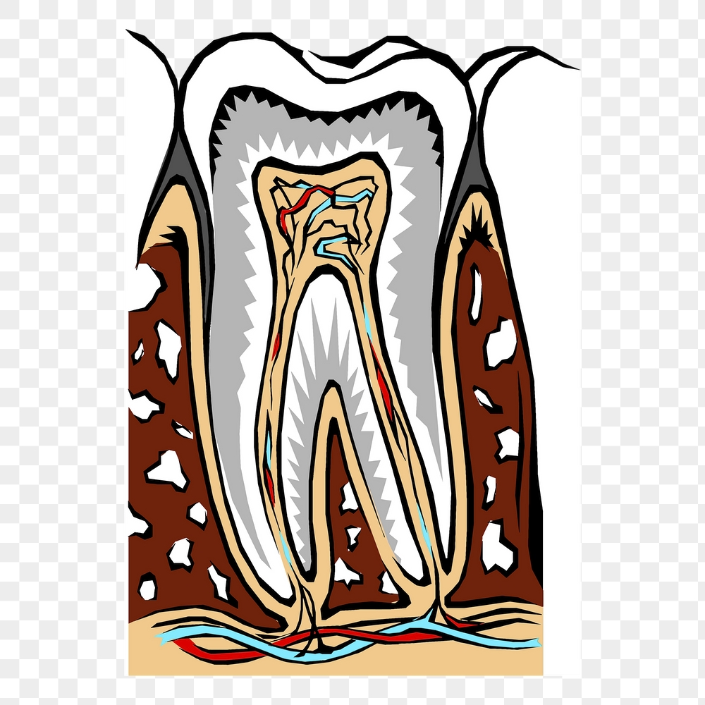 Tooth diagram png sticker, dental | Free PNG - rawpixel