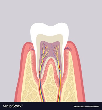tooth structure anatomy of teeth dental medical