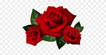 Top 25 Pictures Of Red Roses - Rose Clipart