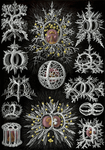 (top center): Lithocircus magnificus (Haeckel) | Free Photo - rawpixel