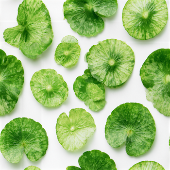 Top-Down Botanical Flat Lay of Aquatic Leaves