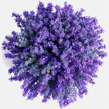 Top-Down View of a Fresh Lavender Bouquet