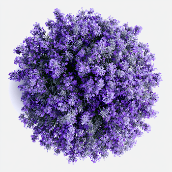 Top-Down View of Fresh Lavender Bouquet