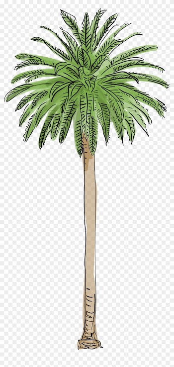 Top Palm Trees Pic L A S Are Dying And It Changing - Palm Tree Fan Shaped Leaves