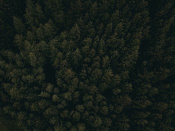 Top View of a Green Forest