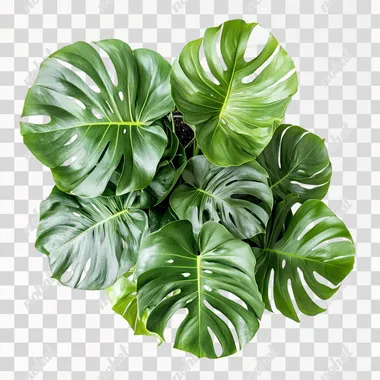 Top View of a Monstera Houseplant on White Background