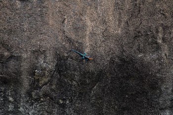 top view of blue lizard on rock