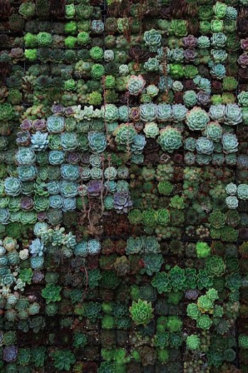 top view of flower field