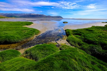Top View of Green Grass Near Seashore