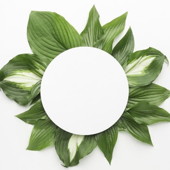 Top view of leaves frame concept with copy space Free Photo