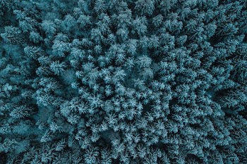 top view of pine trees