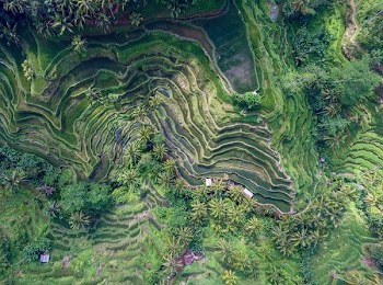 top view of rice terraces