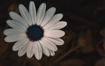 Top View of White Daisy Flower
