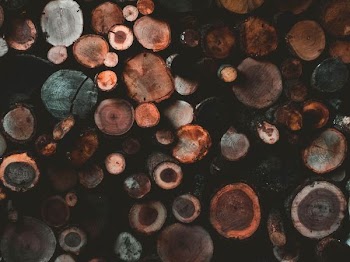 top view of wood slices