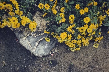 Top View of Yellow Daisies