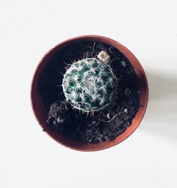 Top View Photo of Cactus