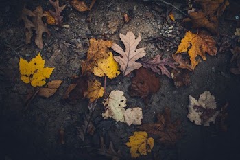 top view photo of dried leaf