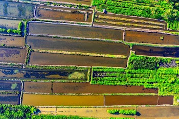 Top View Photo of Farmland