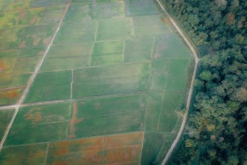 Top View Photo of Farmland Near Woods