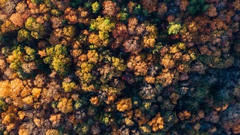 Top View Photo of Forest
