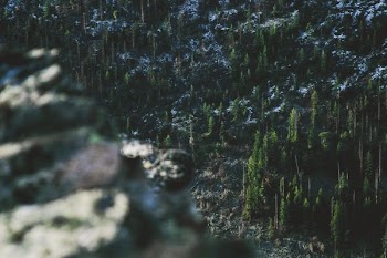 top view photo of green pine tree forest