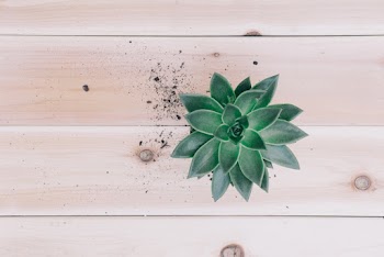 Top View Photo of Green Succulent Plant on Wooden Surface