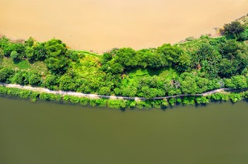 Top View Photo of Green Trees Near Body of Water