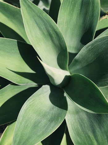 Top View Photo of Linear Green Leafed Plant
