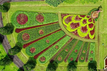 Top View Photo of of Peacock Landscape Design
