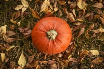 Top View Photo of Orange Pumpkin