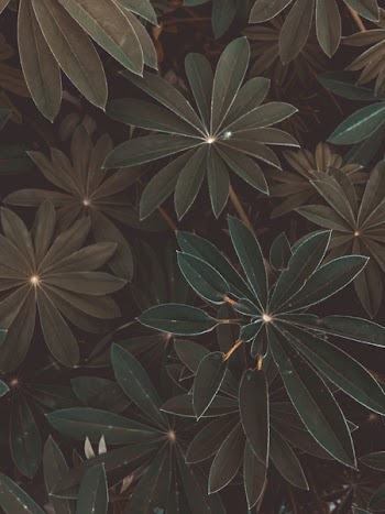 Top View Photo of Plants