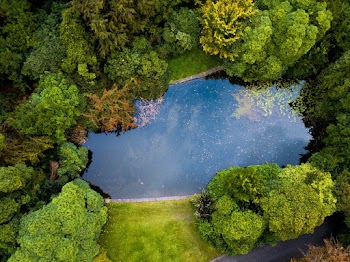Top View Photo of River Near Trees
