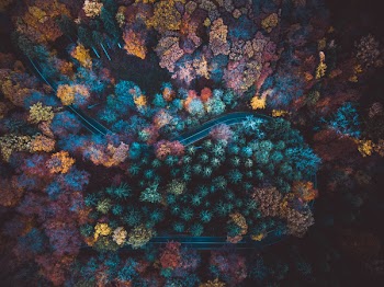 Top View Photo of Road Surrounded By Trees