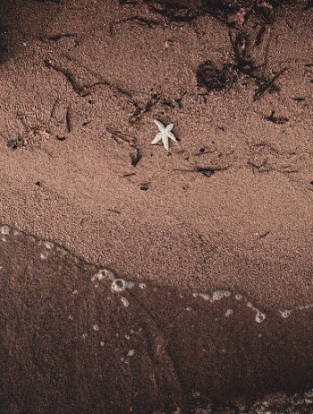 Top View Photo of Starfish on Shore