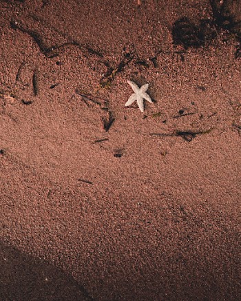 Top View Photo of Starfish on Shore