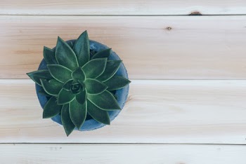 Top View Photo of Succulent Plant on Blue Pot