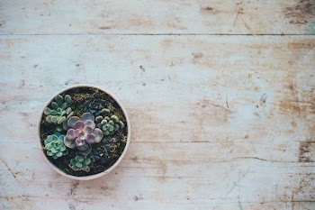 top view photo of succulent plants