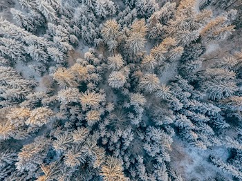 Top View Photo of Trees Covered With Snow