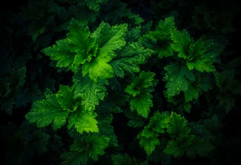 Top View Photo of Wet Leaves