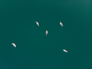 Top View Photo of White Swans on Lake