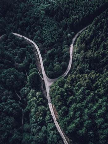 top view photography of forest