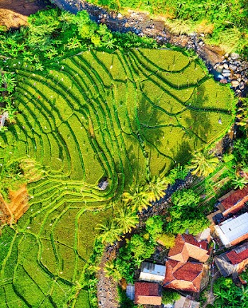 Top View Photography of Green Crop Field