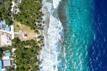 Top View Photography of Green Leafed Trees Near Body of Water