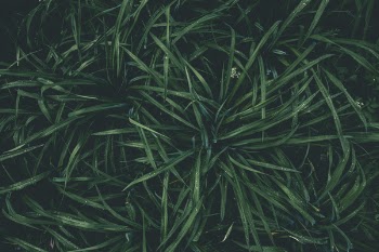 Top View Photography of Green Plant
