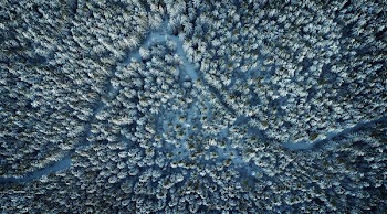 Top-view Photography of Pine Trees