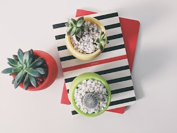Top View Photography of Three Succulent Plants