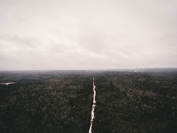 top view photography of trees