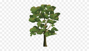 Top With Png Tropical Trees - Tulip Tree Clipart