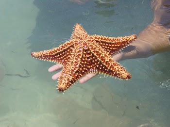 topstarfish5.jpg