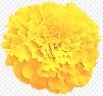Toran, Flower, Mexican Marigold, Yellow, Tagetes PNG